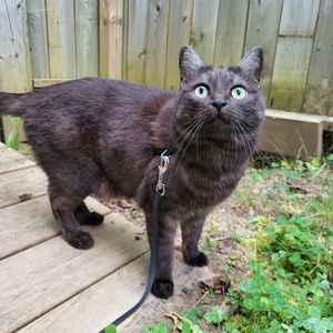 Meet your Posher, Chrissy